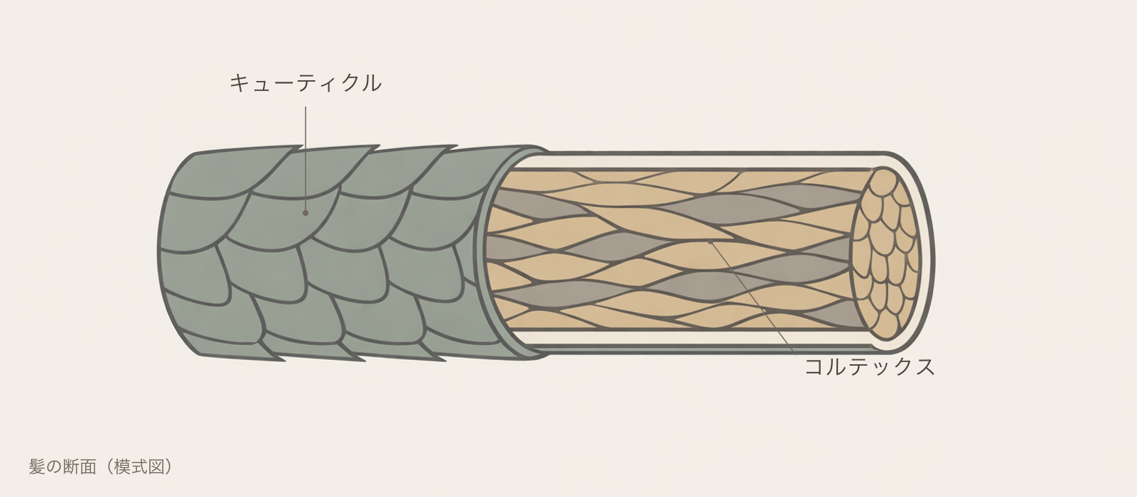 髪の断面の模式図。キューティクルの隙間と、薬剤が内部に作用するしくみを示した図解